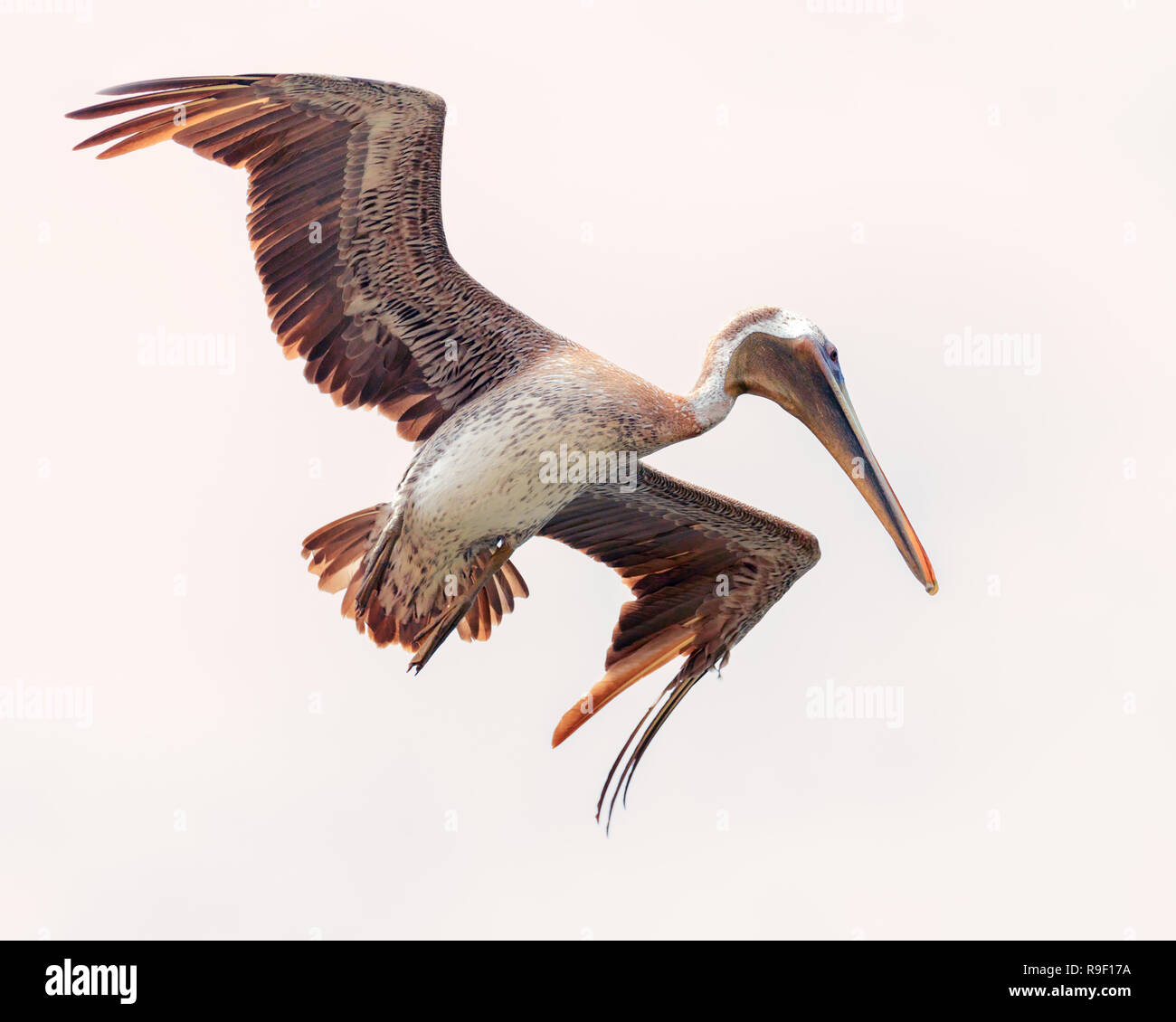 Brown pelican Galapagos Inseln Stockfoto