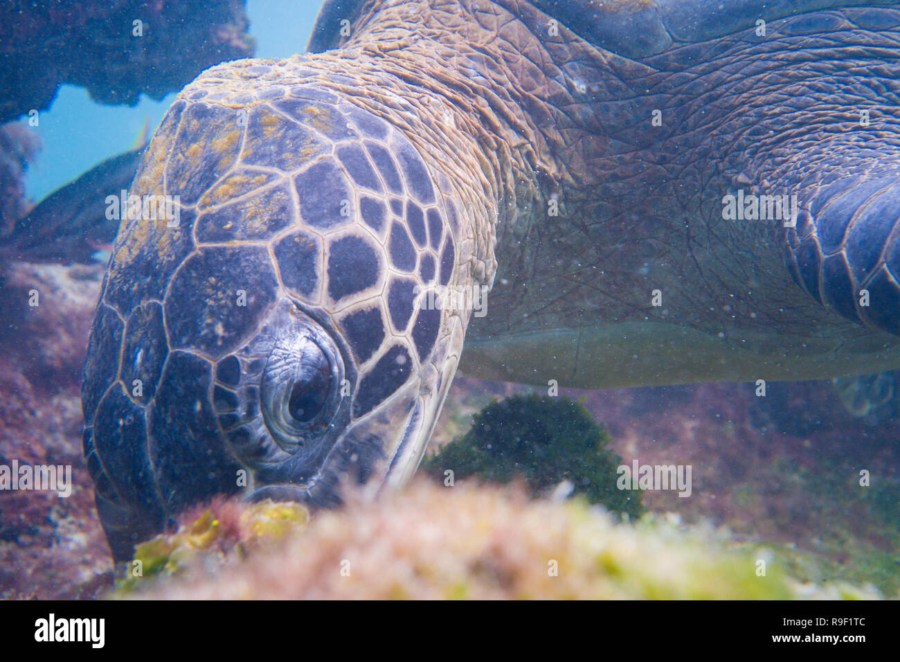 Chelonia mydas Chelonia agassizii Grüne Meeresschildkröte Galapagos Stockfoto