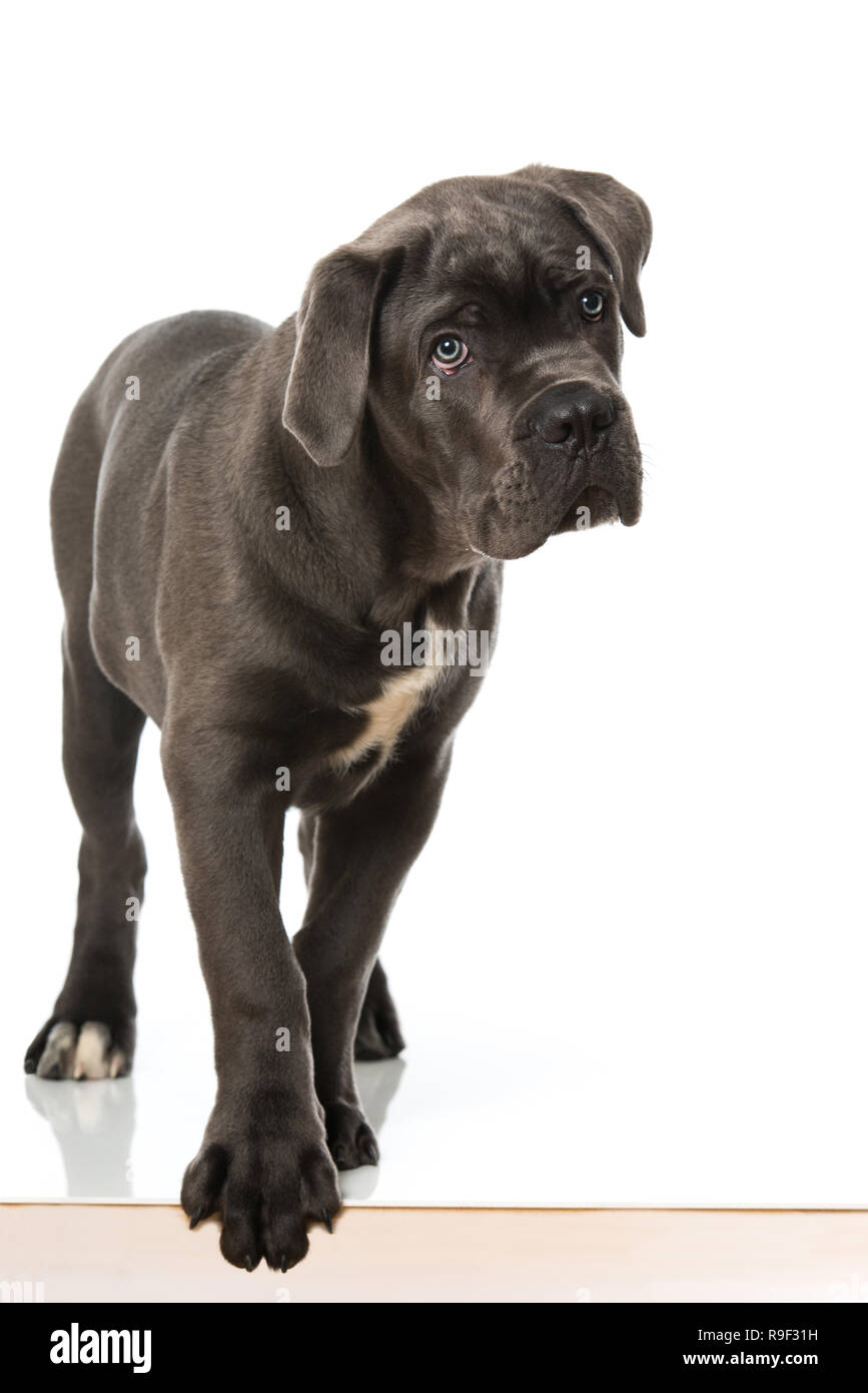 Cane Corso Italiano Stockfotos Und Bilder Kaufen Alamy