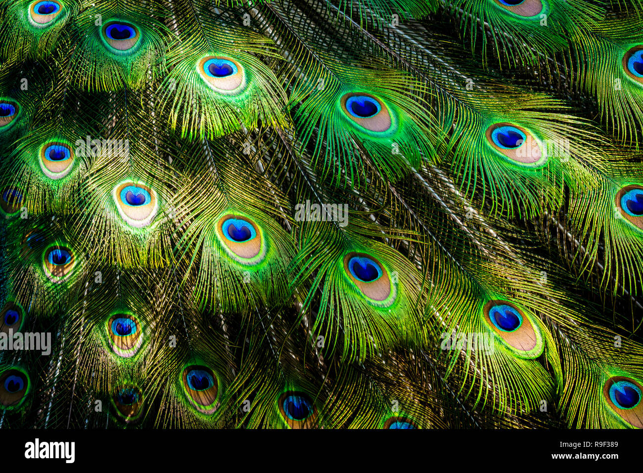 Detail einer wunderschönen Peacock tail entfaltet. Die grünen und blauen Farben zeichnen sich vor die Gelbe. Stockfoto