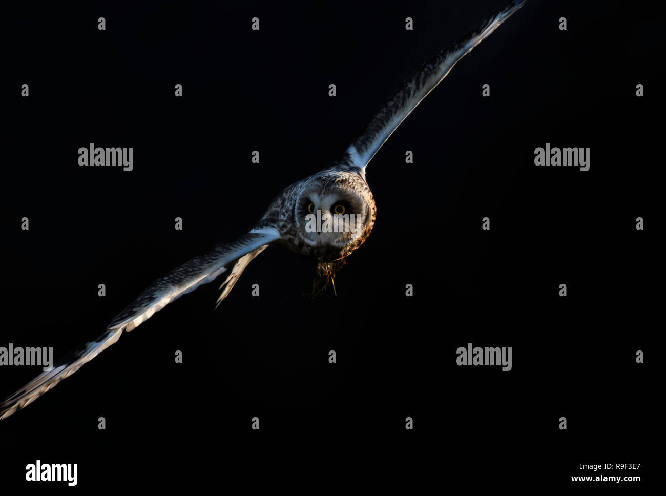 Eine wilde Short Eared Owl (Asio Flammeus) auf der Flucht vor einem schwarzen Hintergrund, Gloucestershire Stockfoto