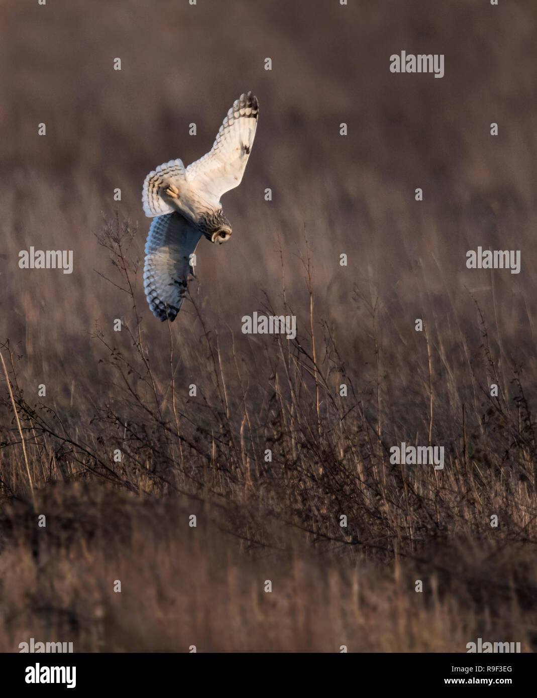 Eine wilde Short Eared Owl (Asio Flammeus) die Tauchgänge auf ahnungslose Beute, Gloucestershire Stockfoto