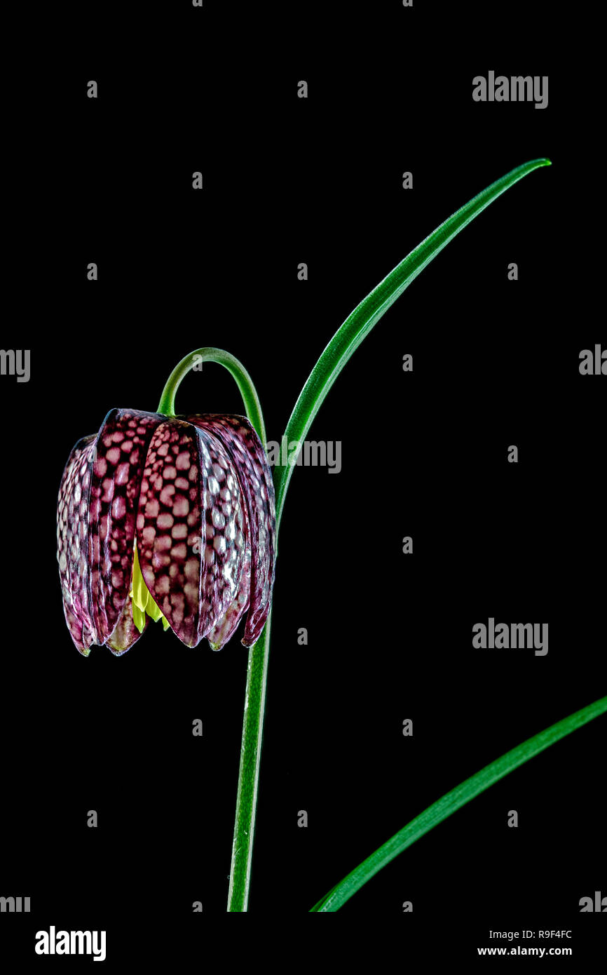 Schlange den Kopf fritillary Stockfoto