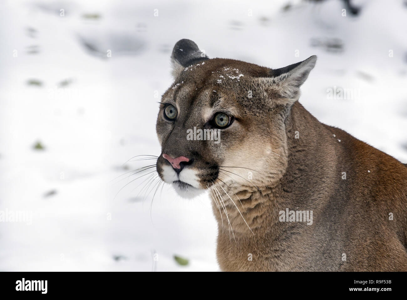 Puma concolor Cougar. Diese Art ist in Kanada und in den Vereinigten  Staaten gefunden Stockfotografie - Alamy