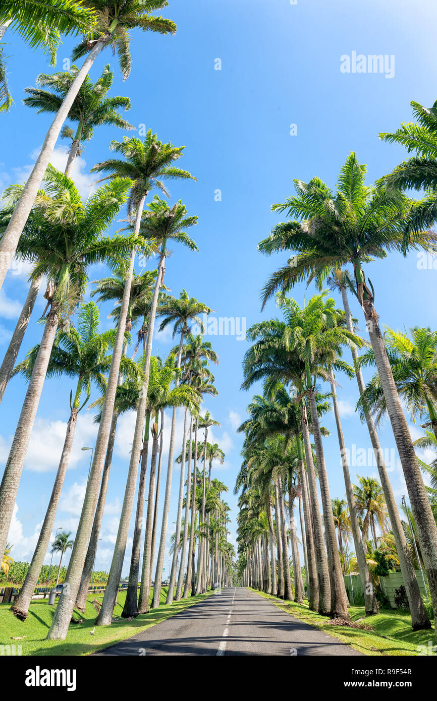 Capesterre Belle eau, Guadeloupe, Französisch Westindien, berühmten Royal Palm (roystonea Regia) gesäumten Straße namens Dumanoir Gasse. Stockfoto
