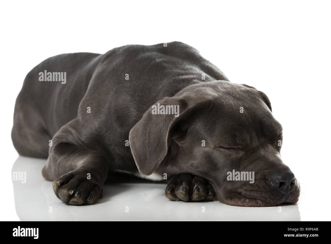 Schlafen Cane Corso Hund Auf Weißem Hintergrund Stockfoto