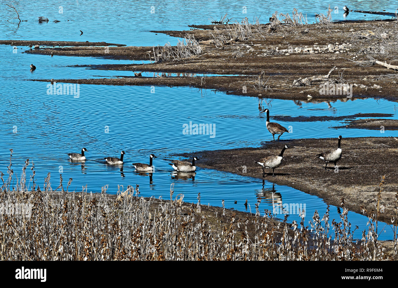 Kanada Gänse Watson Lake Arizona Stockfoto