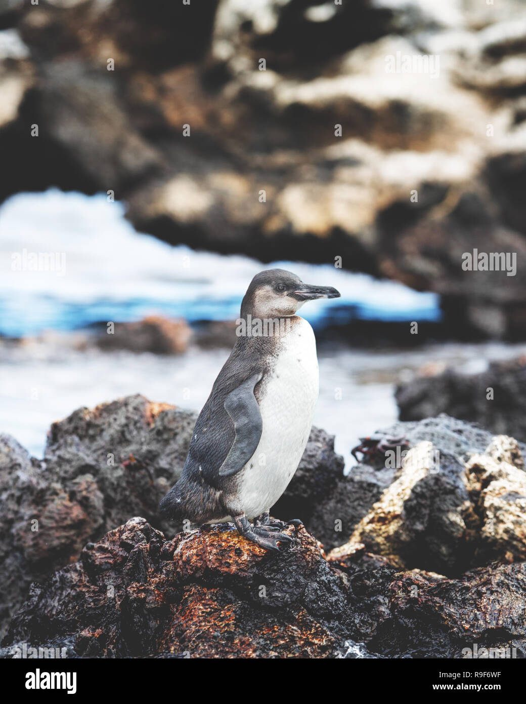 Galapagos kleinen Pinguin Stockfoto