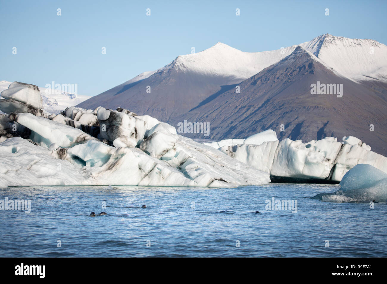 Seehunde schwimmen Eis Lagune Gletschersee Eisberg arktischen Gletscher Stockfoto