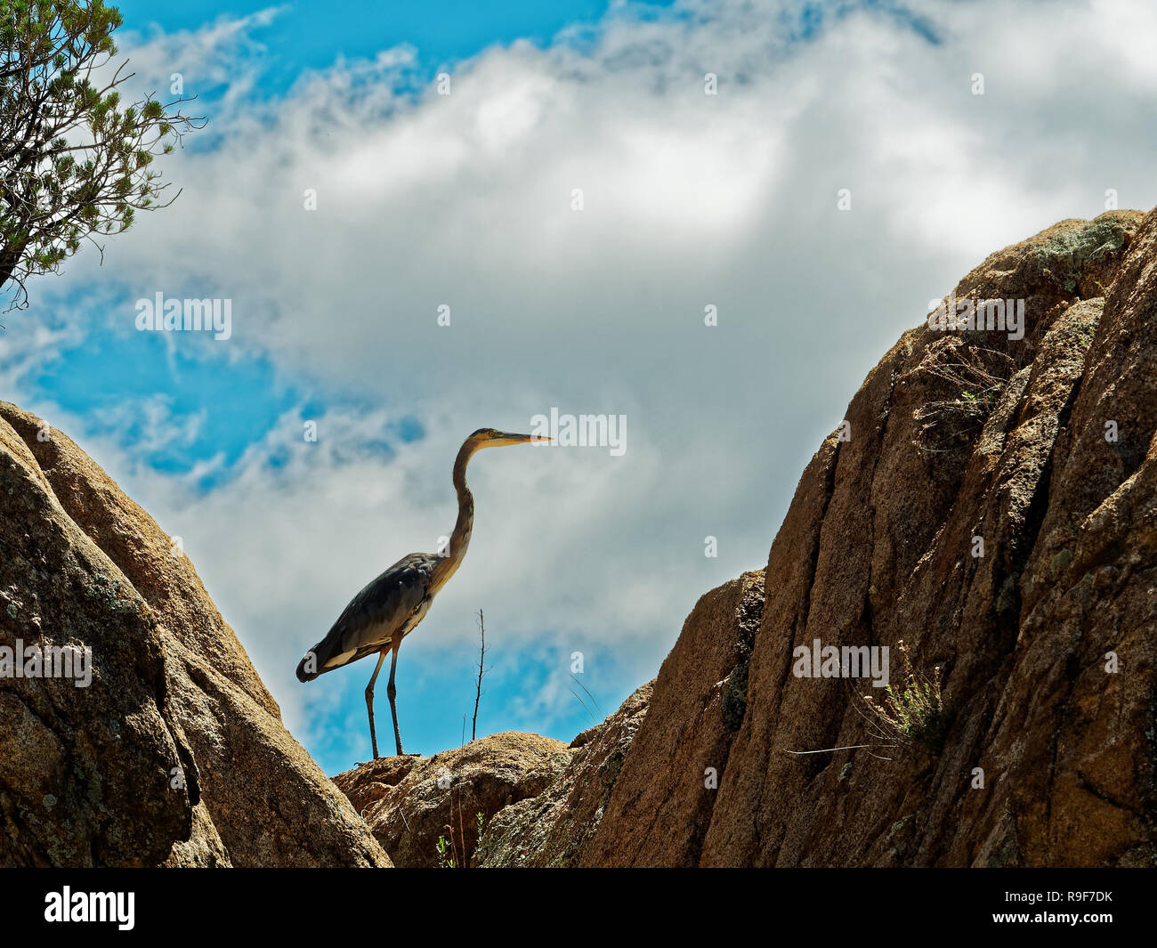 Blue Heron in Watson Lake Stockfoto