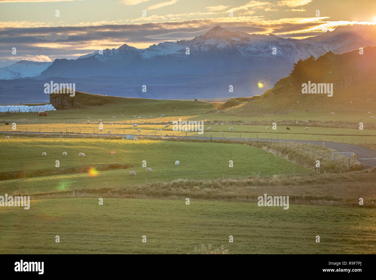 Island Land Schafherde Abendlicht Stockfoto