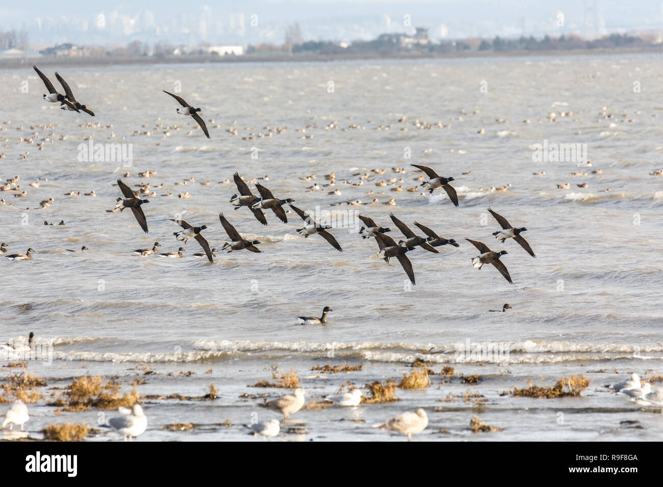 Migration von Brent goose bei Delta BC Kanada Stockfoto