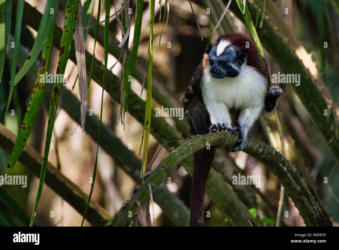 Geoffrey's Tamarin Affen Bild in Panama Soberania Nationalpark genommen Stockfoto