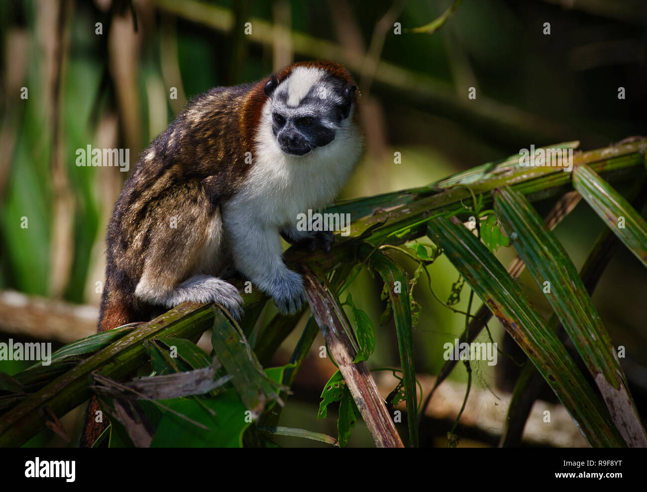 Geoffrey's Tamarin Affen Bild in Panama Soberania Nationalpark genommen Stockfoto