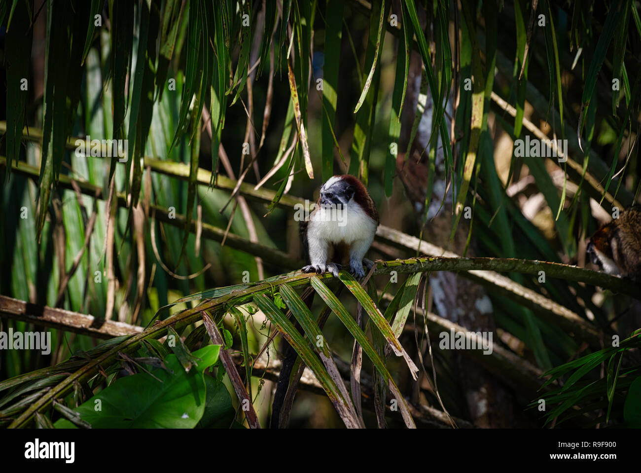 Geoffrey's Tamarin Affen Bild in Panama Soberania Nationalpark genommen Stockfoto