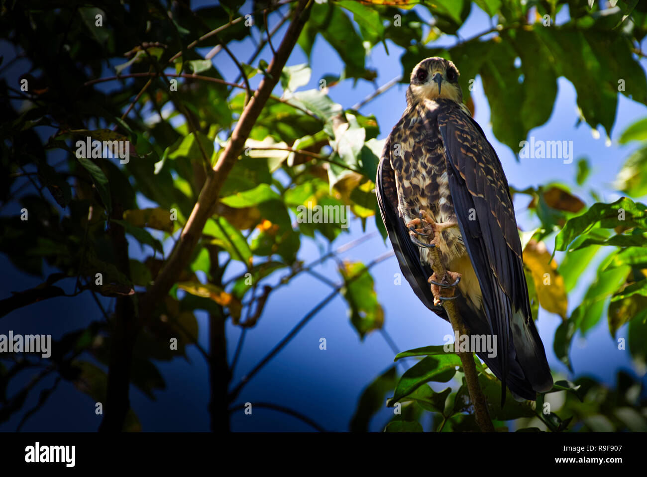 Weibliche Schnecke kite hocken in einem Baum Bild um Gatun See in Panama genommen Stockfoto