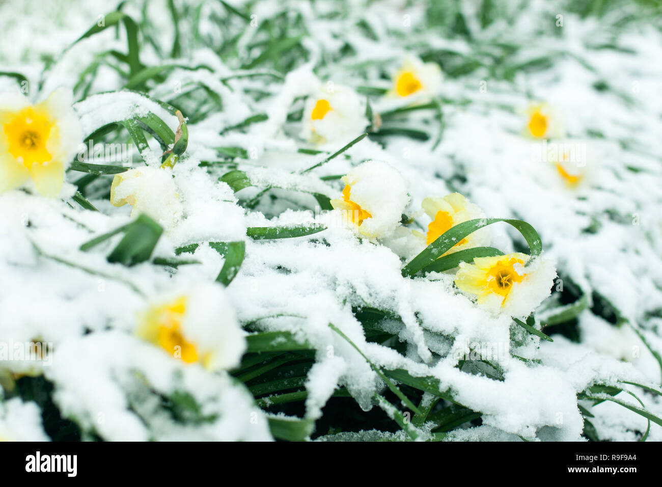 Gefrorene Frühjahr erste Blüte Blume, Blumen vintage Winter Hintergrund, Makro Bild. Blühende Blumen unter dem Schnee im Frühling Stockfoto