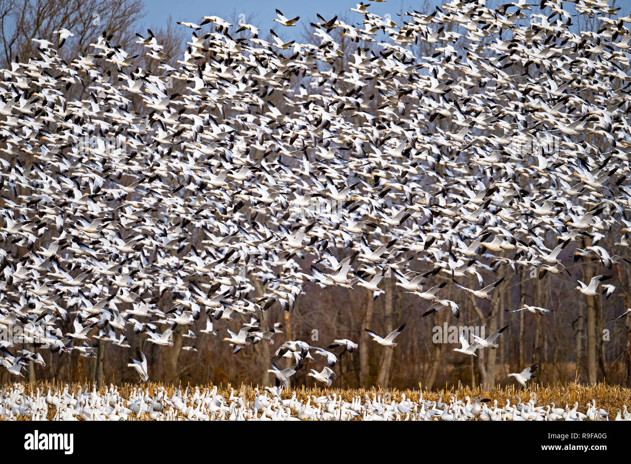 Massive Herde von Snow Goose Abheben Stockfoto