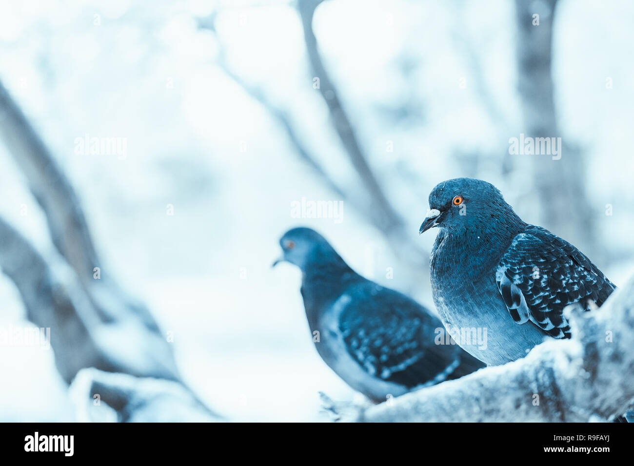 Tauben sitzen auf einem Zweig im Winter Tag gebuckelt. Stockfoto