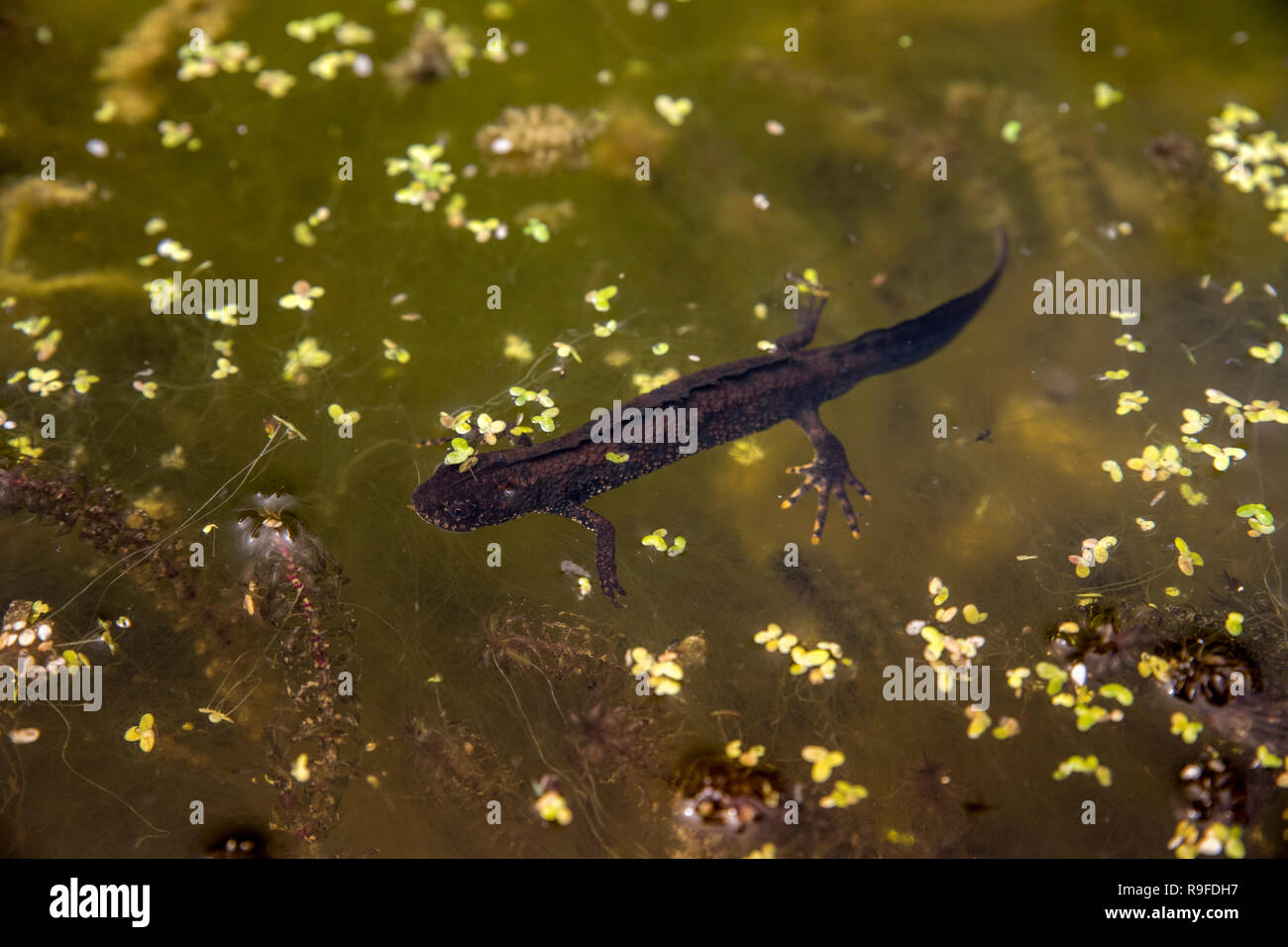 Great Crested Newt; Triturus cristatus Single in Teich Cumbria, Großbritannien Stockfoto