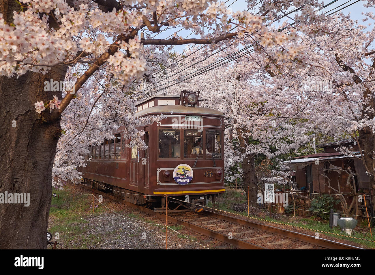 Lokale braun Zug durch einen Tunnel von Zweigniederlassungen von Cherry Blossom Bäume in Blüte gebildet. Stockfoto