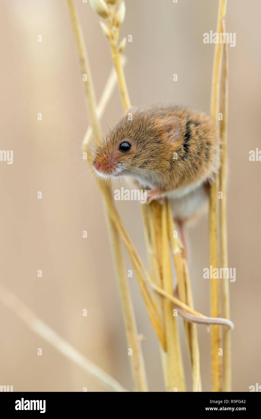 Ernte Maus; Micromys minutus Single auf Mais DE Stockfoto