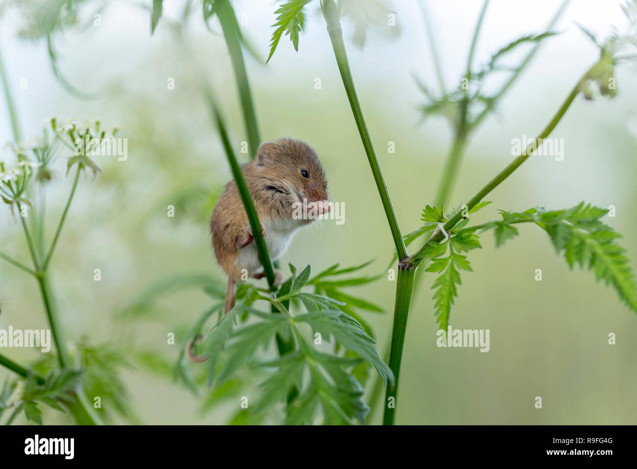 Ernte Maus; Micromys minutus Single über Kuh Petersilie Devon, Großbritannien Stockfoto