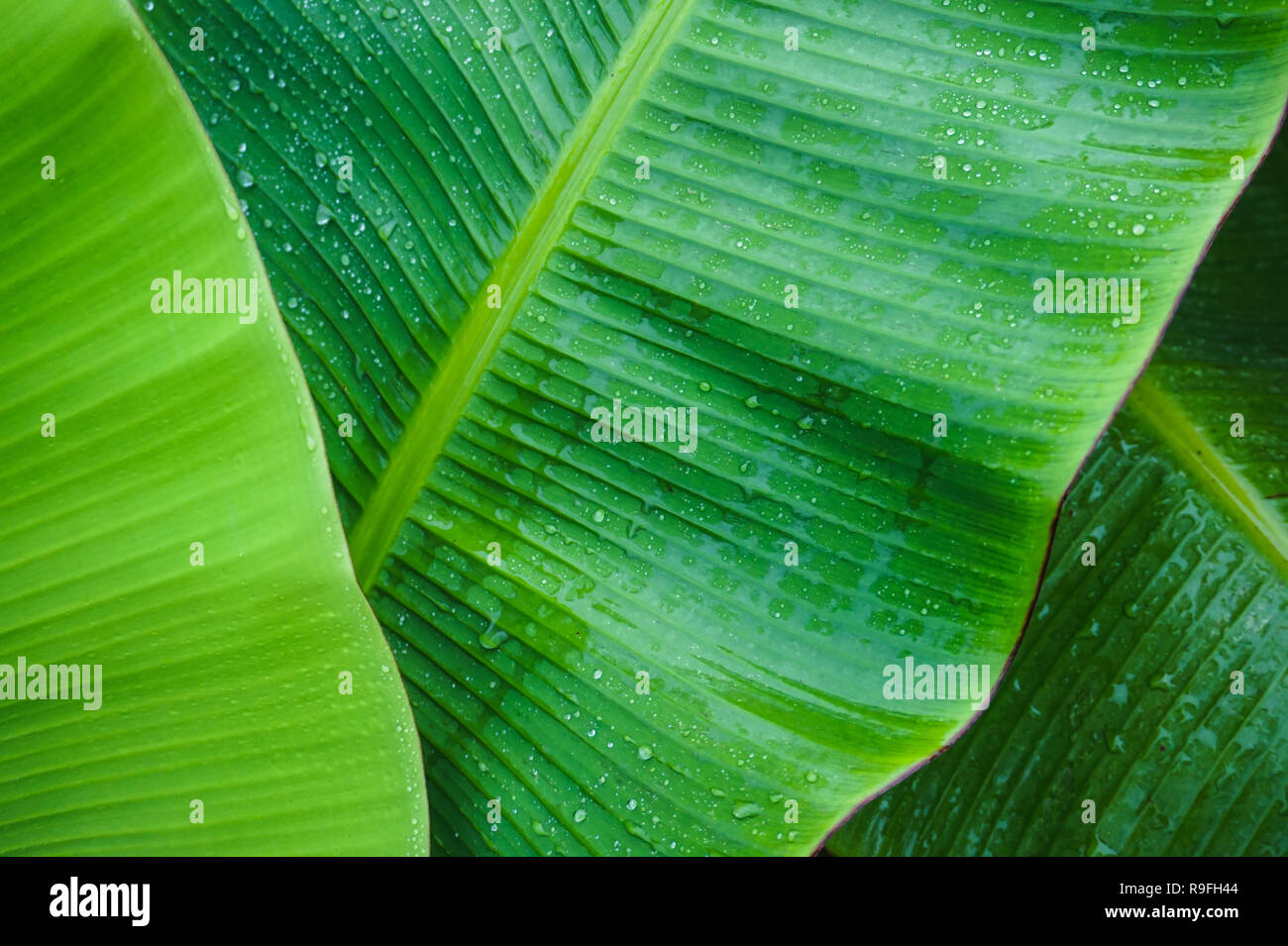 In der Nähe von nassen Grün Bananenblätter Stockfoto