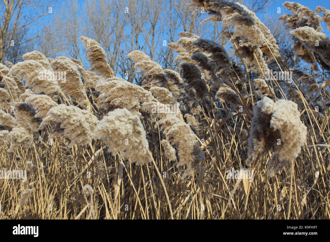 Trockenes Gras am Straßenrand im Schnee bei minus 15 Grad unter Null fallen. Dieses Foto wurde in der Nähe des Flusses Saint Laurent in Montreal, Kanada. Stockfoto