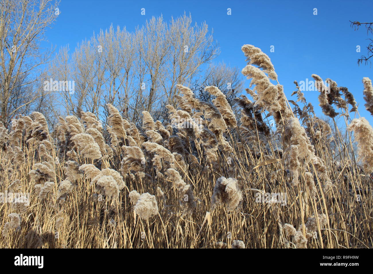 Trockenes Gras am Straßenrand im Schnee bei minus 15 Grad unter Null fallen. Dieses Foto wurde in der Nähe des Flusses Saint Laurent in Montreal, Kanada. Stockfoto