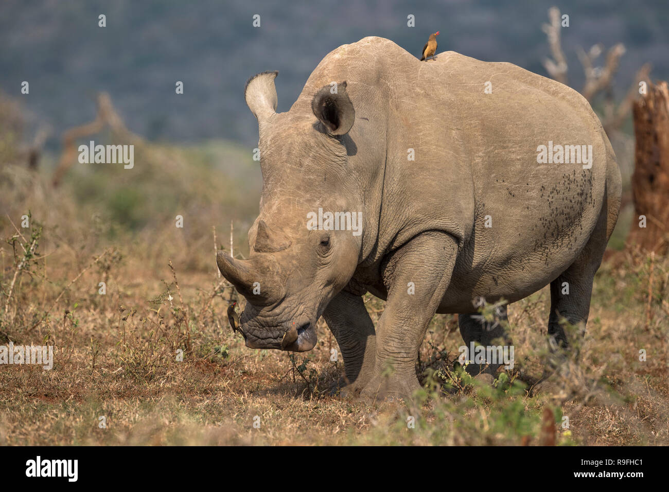 White Rhino (Rhinocerotidae)), iMfolozi Game Reserve, KwaZulu-Natal, Südafrika, Stockfoto
