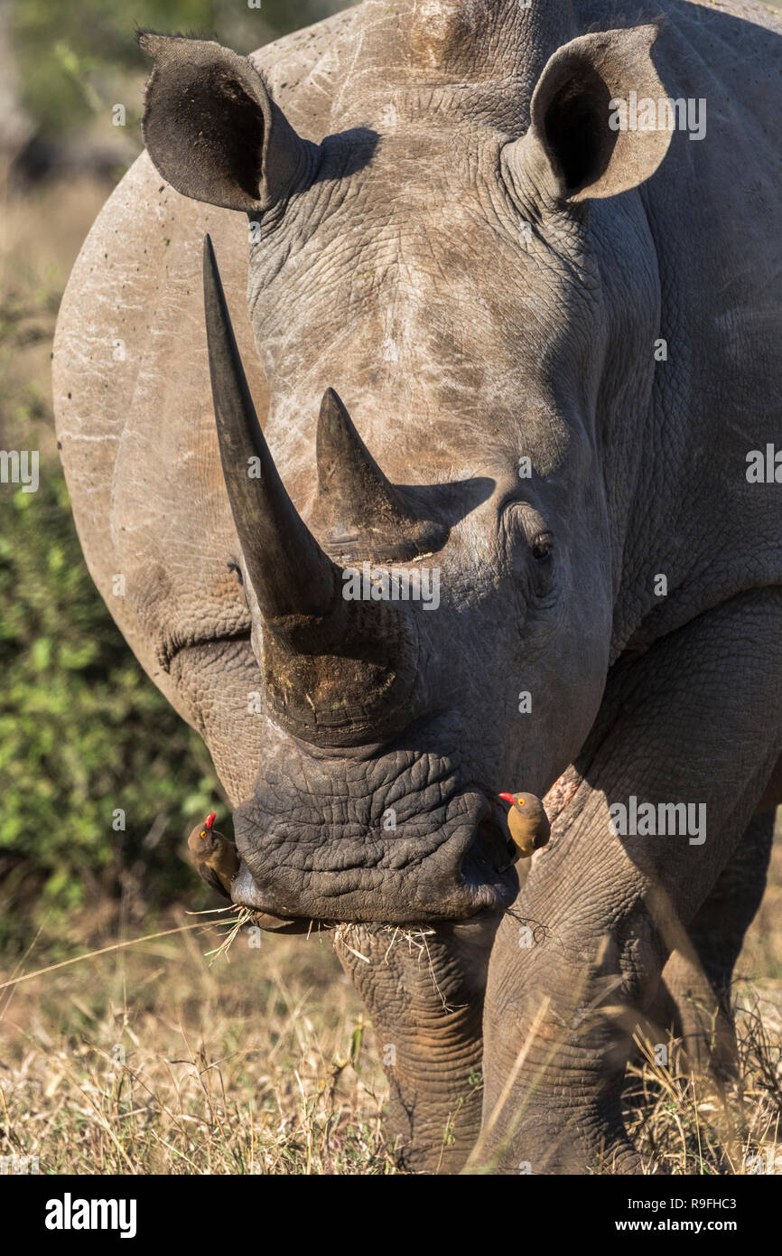 White Rhino (Rhinocerotidae)) mit redbilled oxpeckers, iMfolozi Game Reserve, KwaZulu-Natal, Südafrika, Stockfoto