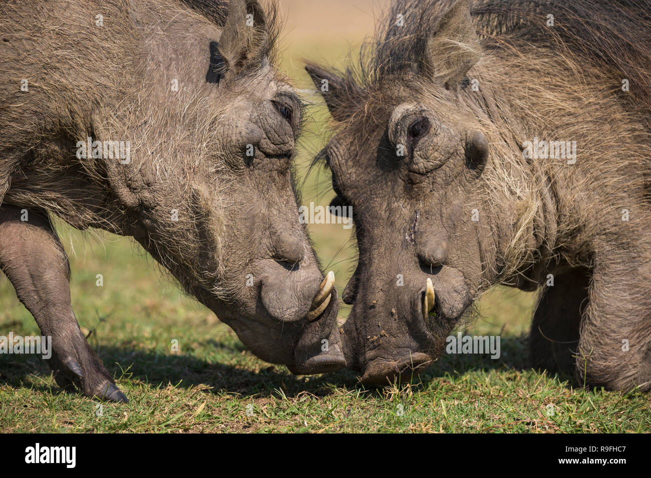 Warzenschweine (Phacochoerus africanus), iMfolozi Game Reserve, KwaZulu-Natal, Südafrika, Stockfoto