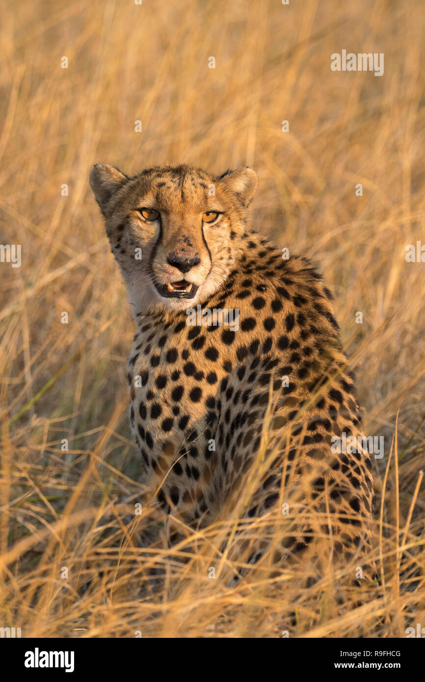 Gepard (Acinonyx jubatus), Khwai Conservancy, Okavango, Botswana, Stockfoto