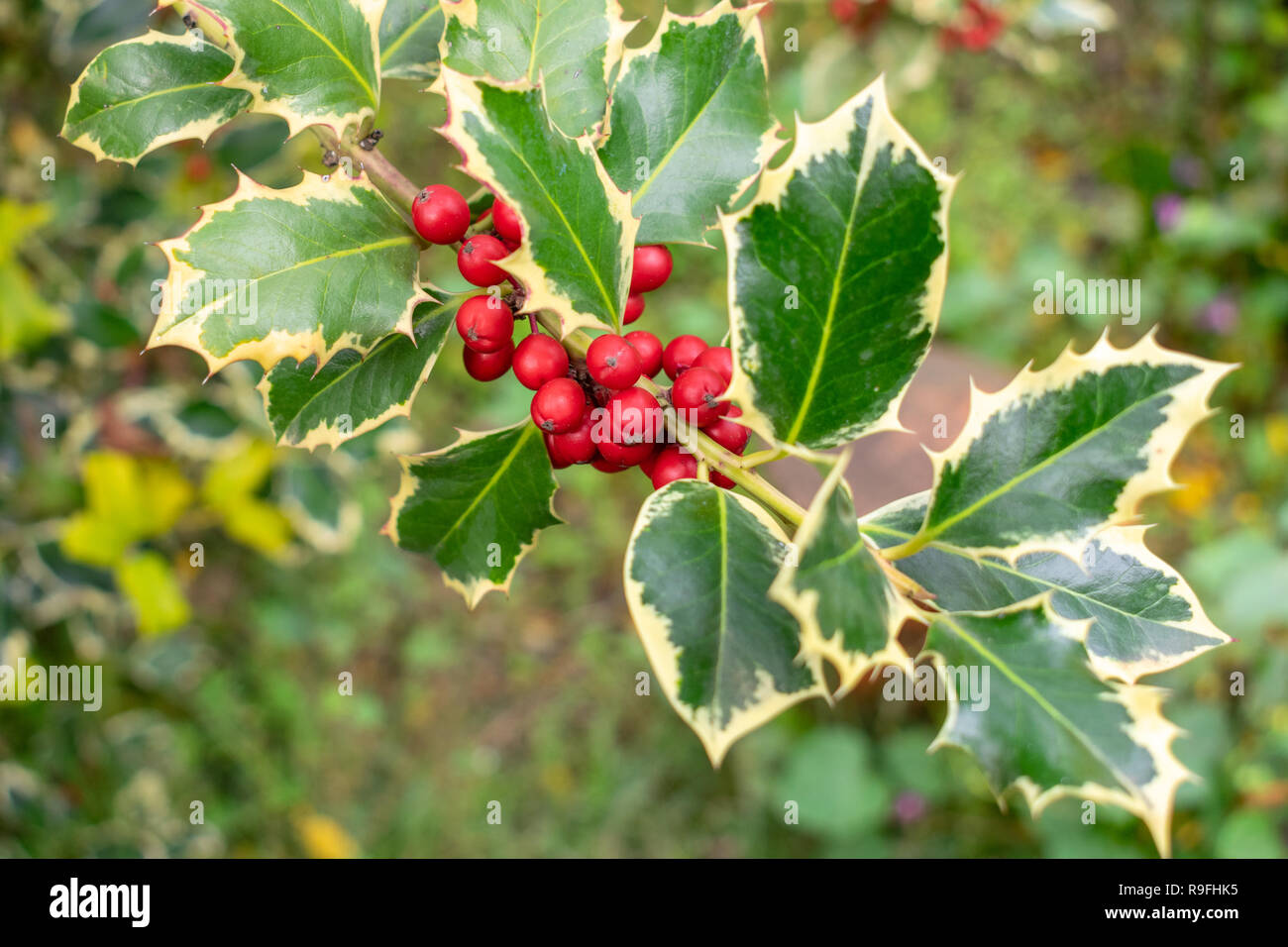 Stechpalme (Ilex Aquifolium) Zweig mit leuchtend roten Beeren, Weihnachten Anlage allgemein als Mistel verwechselt Stockfoto