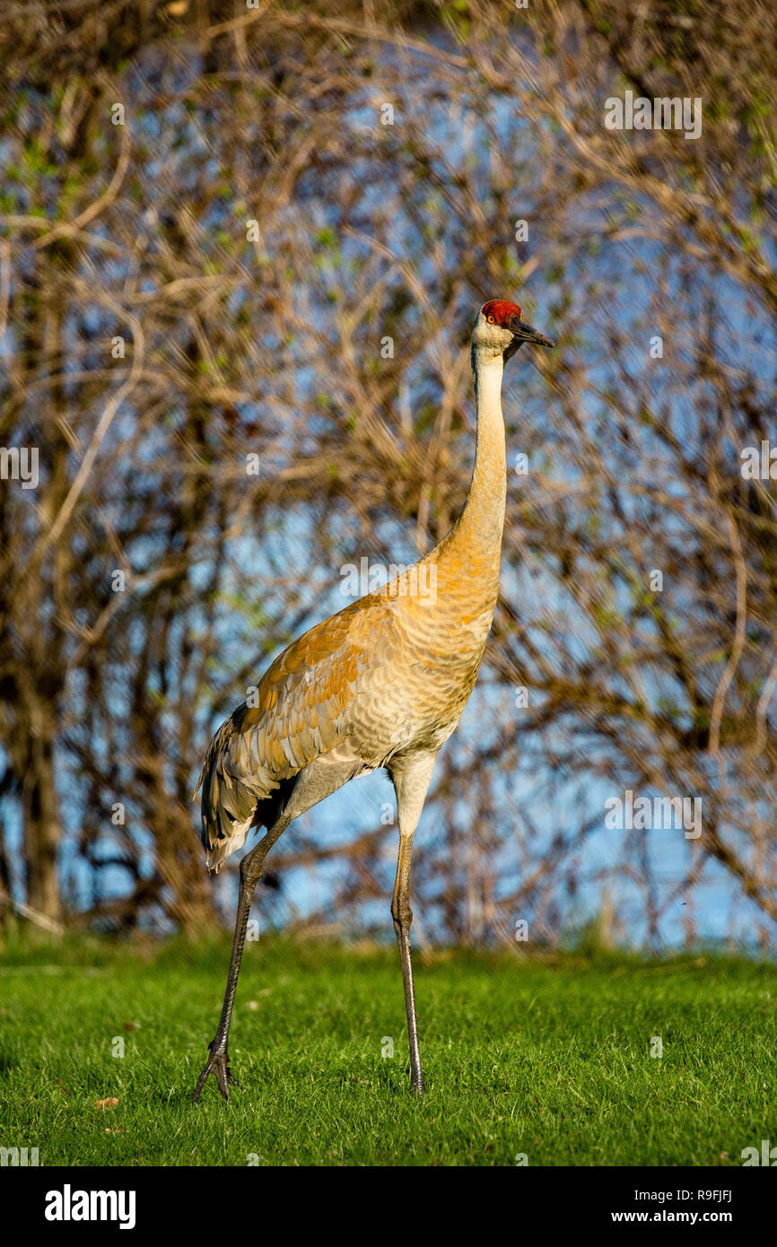 (Grus canadensis Sandhill Crane) zu Fuß neben einem Wisconsin See Stockfoto