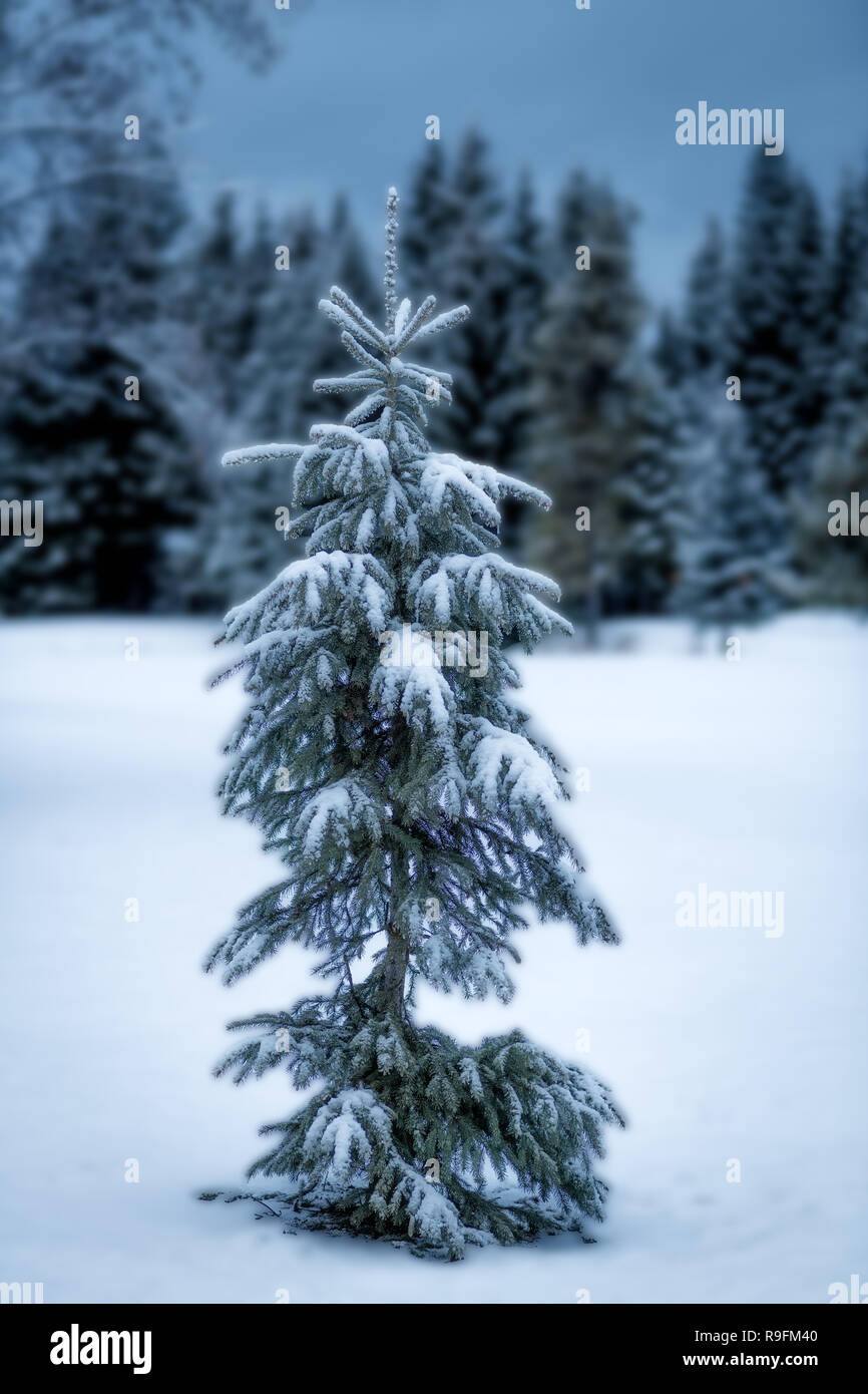 Kleine Charlie Brown Christmas Tree in der Natur mit kaltem Winter Schnee auf dem Boden Stockfoto
