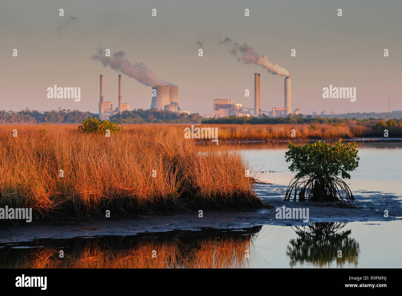 Ein Blick über die salzwiesen Feuchtgebiete der Duke Energy Crystal River Komplex auf einem 4.700 Hektar großen Gelände in der Nähe der Mündung des Crystal River in Florida Stockfoto