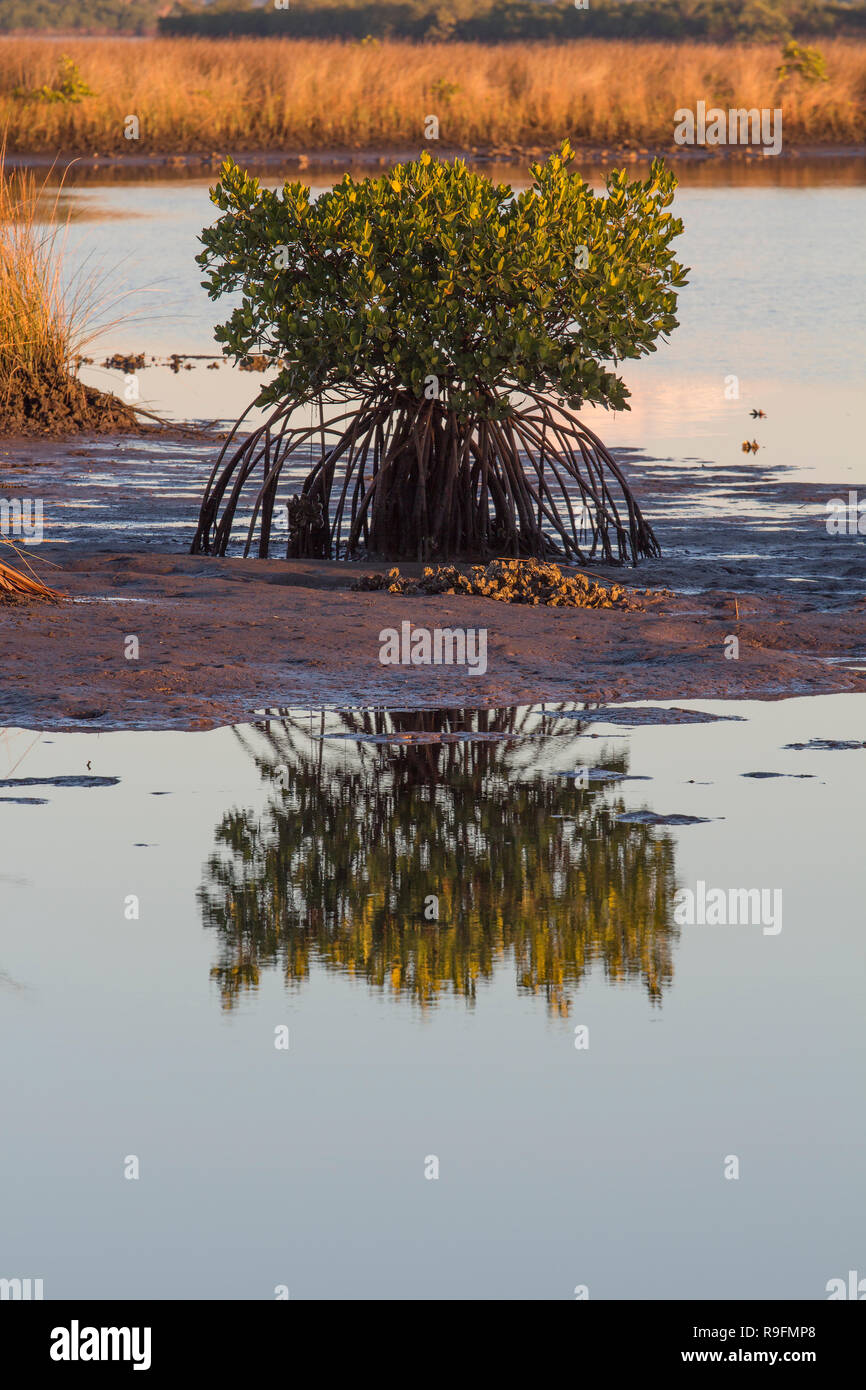 Eine einsame Mangrove in den Salzwiesen in der Nähe der Mündung des Crystal River in Citrus County, Florida Stockfoto