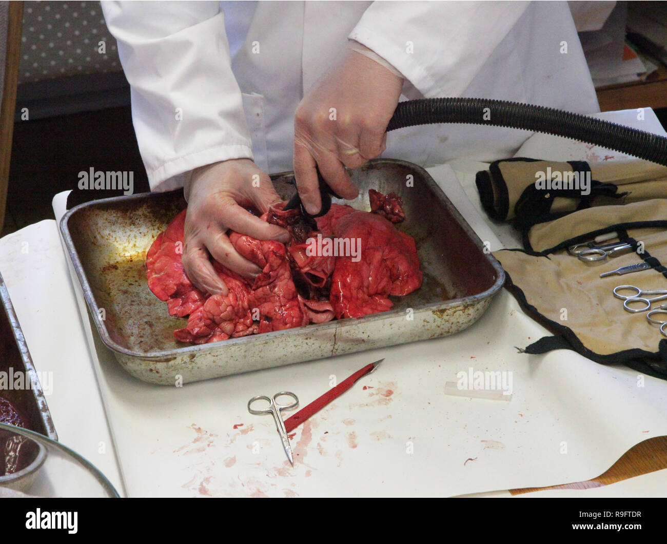 Ein biologielehrer bläst einen Lungenflügel mithilfe eines schwarzen Pumpe Stockfoto