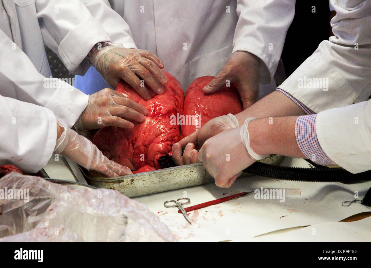 Ein biologielehrer bläst einen Lungenflügel, während die Teilnehmer untersuchen die Auswirkungen Stockfoto