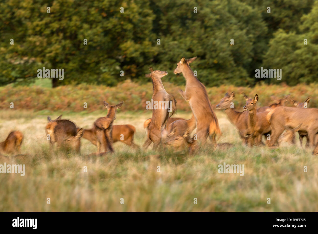 Red Deer; Cervus elaphus Herde; zwei Hinds Sparring London, UK Stockfoto
