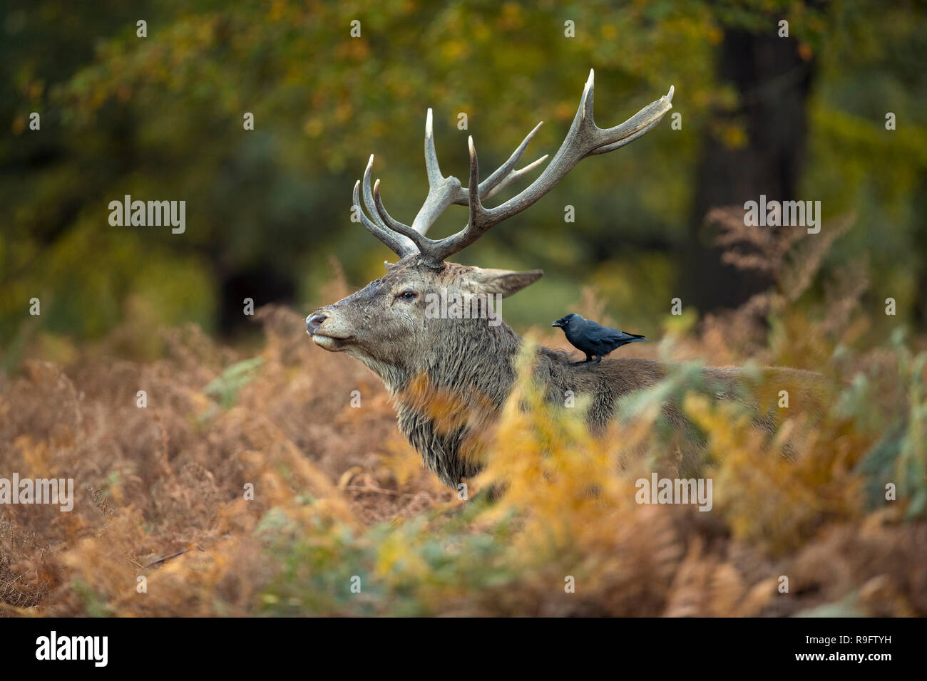 Red Deer: Cervus elaphus Single; Stag with Jackdaw Eating a Tick; Großbritannien Stockfoto