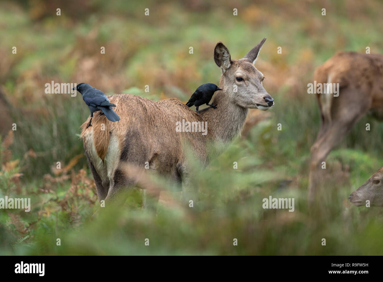 Red Deer; Cervus elaphus three; einer mit Jackdaws auf dem Rücken; Großbritannien Stockfoto