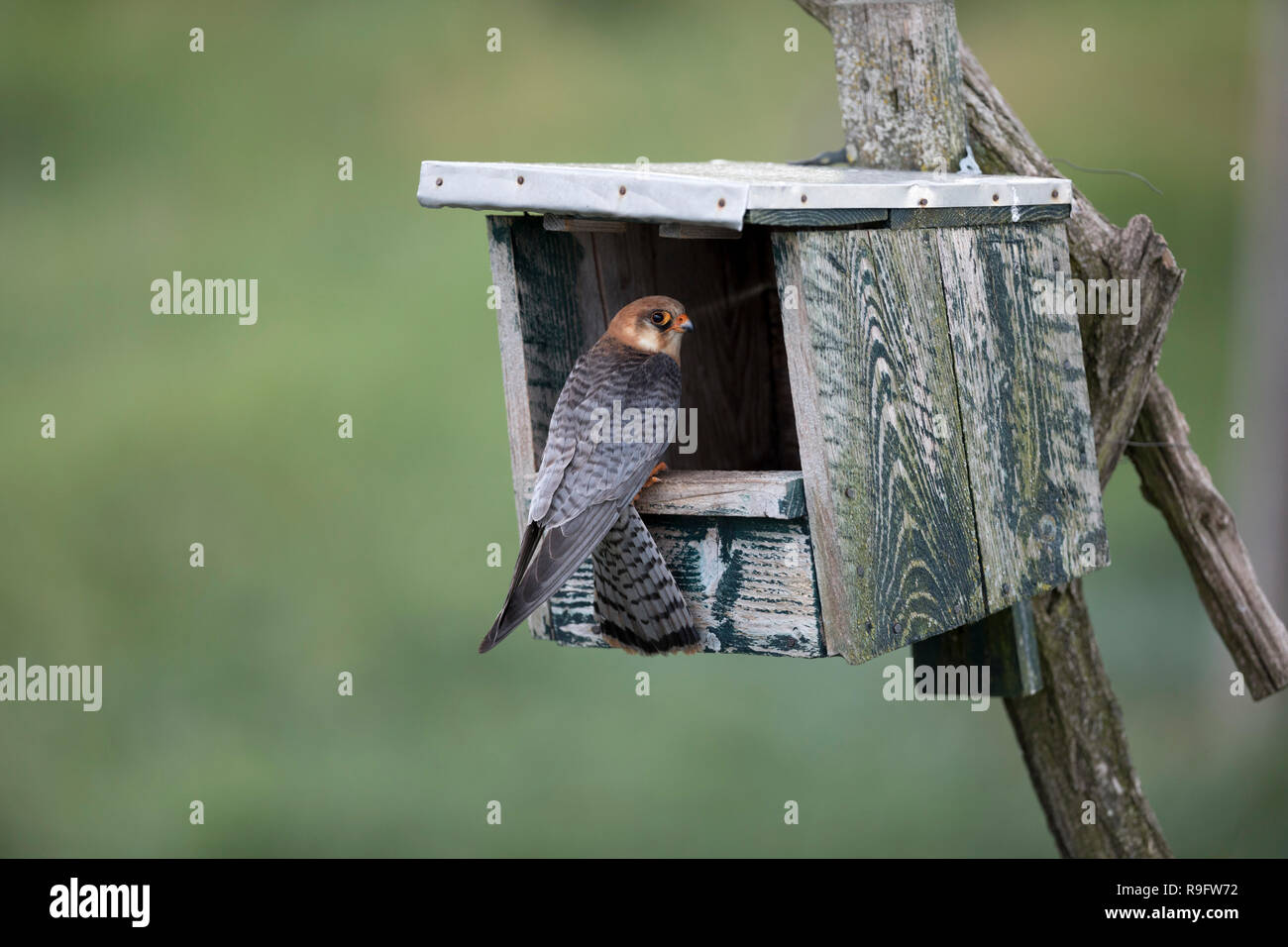 Red Footed Falcon; Falco vespertinus Single im Nest, Ungarn Stockfoto