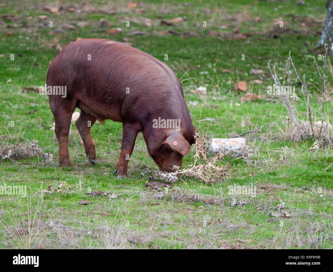 Iberische schweine Weiden und essen Eicheln in der dehesa in Salamanca, Spanien Stockfoto