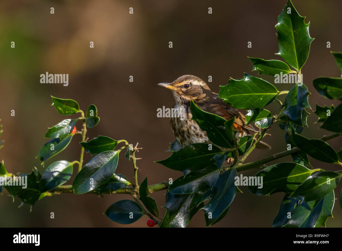 Redwing; Turdus iliacus Single auf Holly Cornwall, UK Stockfoto