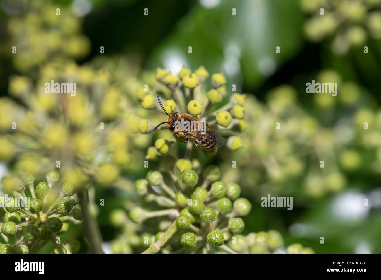 Ivy Bergbau Biene ; Colletes hederae Single auf Efeu Blumen Cornwall, UK Stockfoto