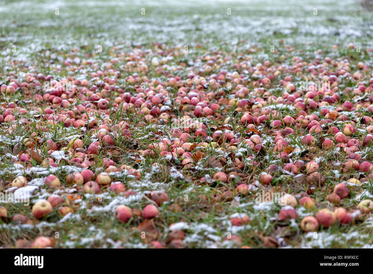 Windfall: Äpfel auf dem Boden, durch eine dünne Schicht Schnee bedeckt, Dezember; Nellemanns haben, Fjerritslev, Dänemark Stockfoto
