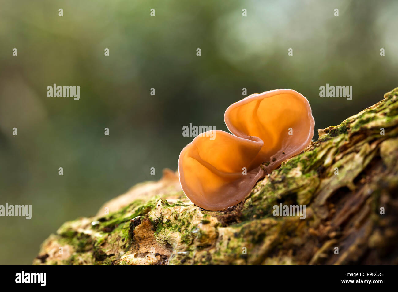 Holz Ohr; aurikel-Judae Auricularia; Cornwall, UK Stockfoto